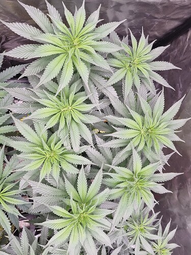 Growreport Bild 40