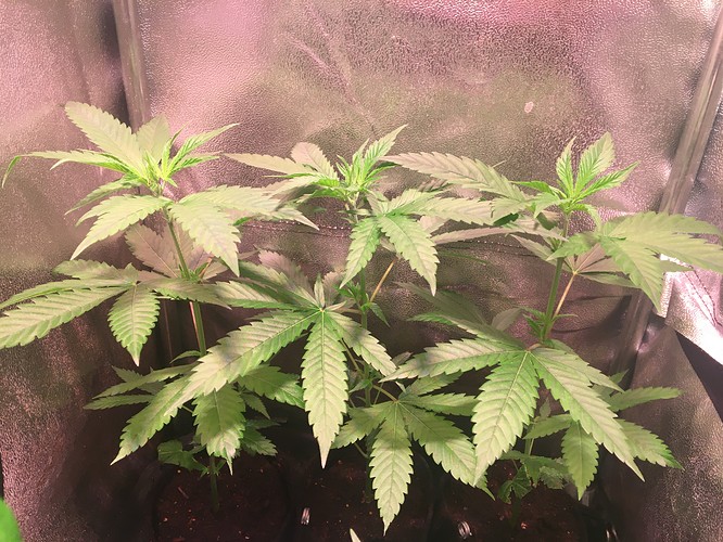 Growreport Bild 1