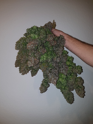 Growreport Bild 3