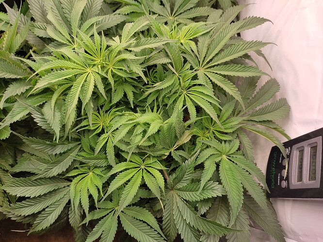 Growreport Bild 12