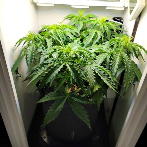 Growreport Bild 2