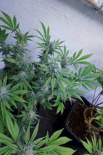 Critical4