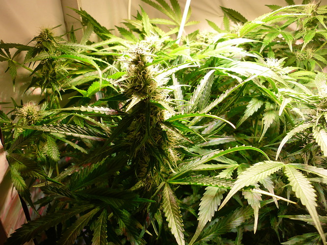Growreport Bild 1