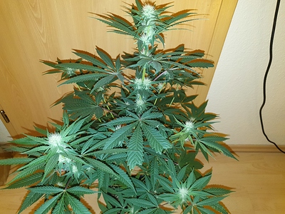 Growreport Bild 8
