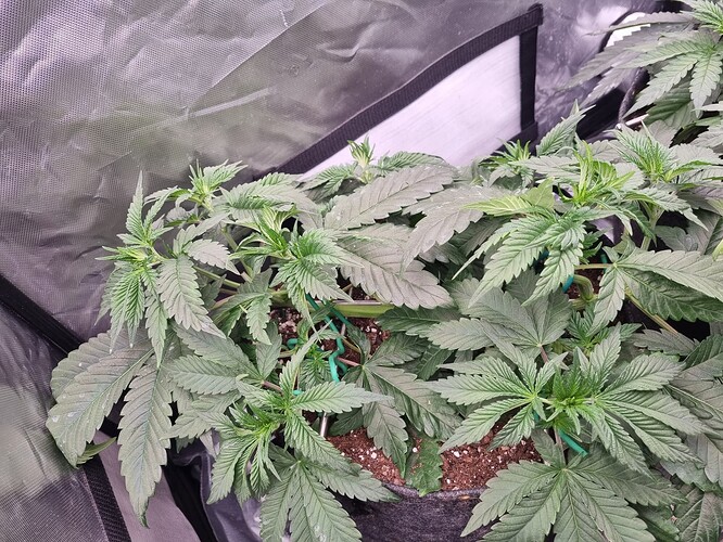 Growreport Bild 71