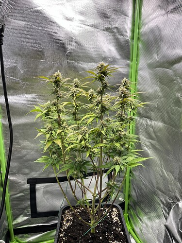 Growreport Bild 21