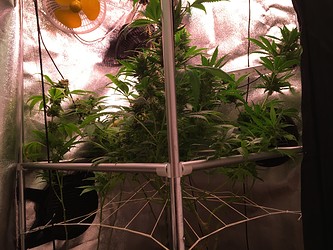 Growreport Bild 4