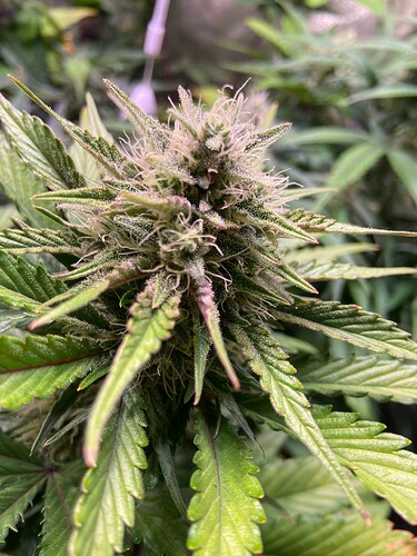 Growreport Bild 5