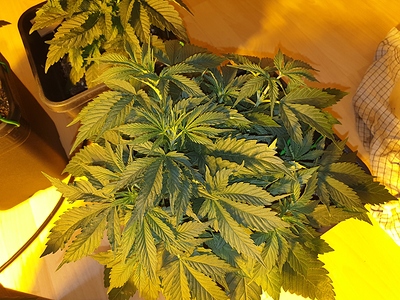 Growreport Bild 40