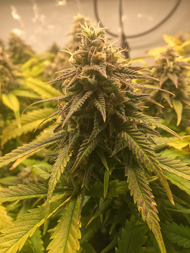 Growreport Bild 6