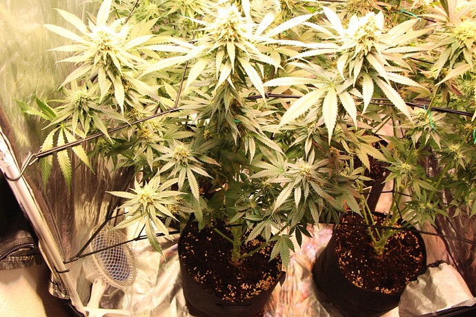 Growreport Bild 7