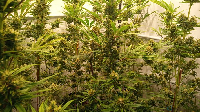 Growreport Bild 2