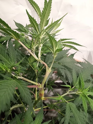 Growreport Bild 43