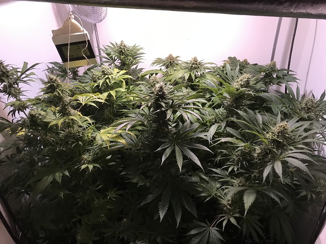 Growreport Bild 32