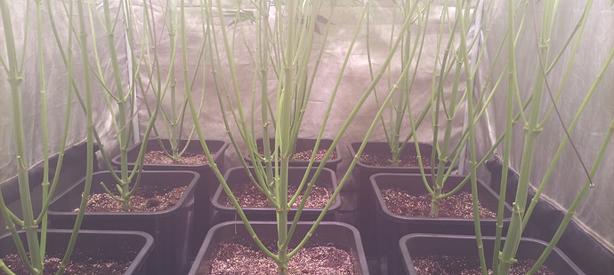 Growreport Bild 20