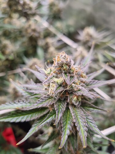 Growreport Bild 4