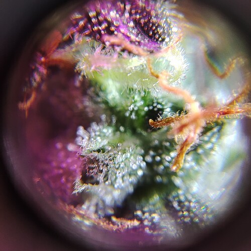 IMG_20230330_132738|500x500, 50%,