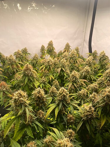 Growreport Bild 1