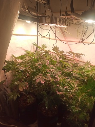 Growreport Bild 8
