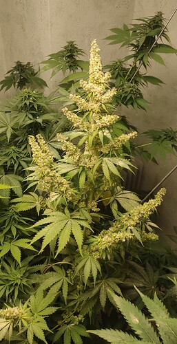 Growreport Bild 3