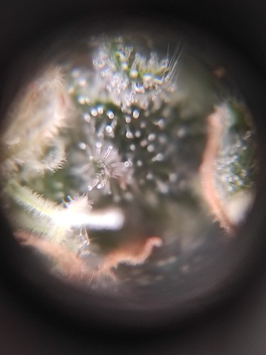 Growreport Bild 8