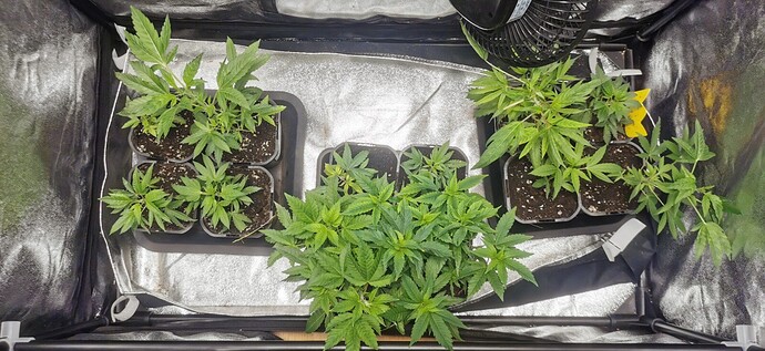Growreport Bild 49