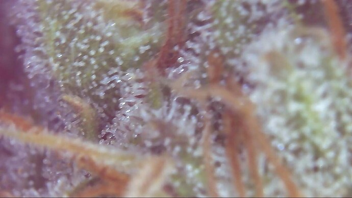 Growreport Bild 12