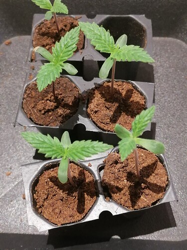 Growreport Bild 37