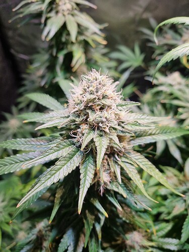 Growreport Bild 20