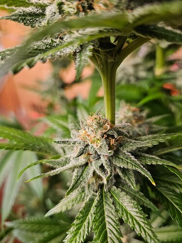 Growreport Bild 3