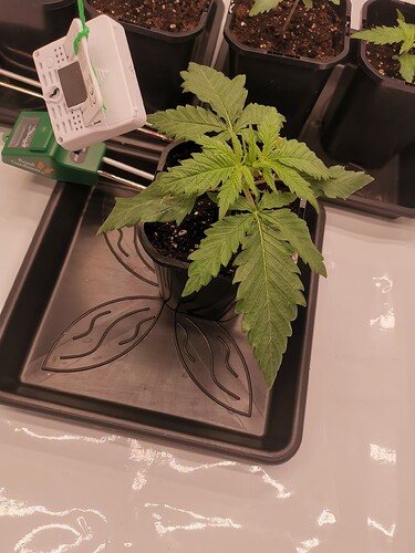 Growreport Bild 2