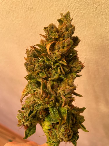 Growreport Bild 3