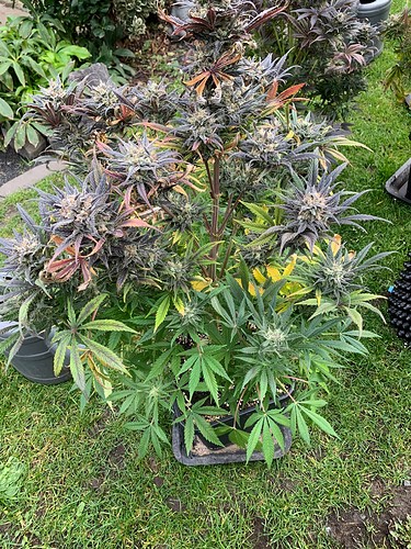Growreport Bild 4