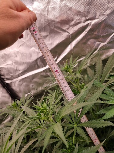 Growreport Bild 39