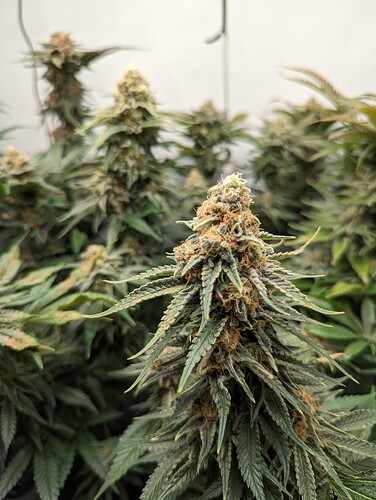 Growreport Bild 30