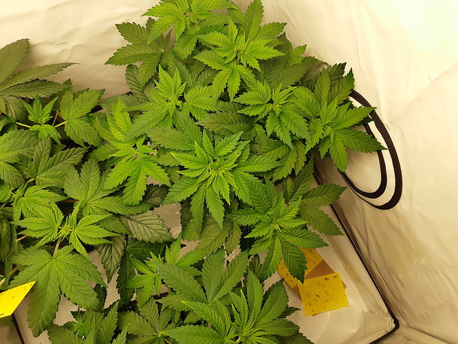 Growreport Bild 5