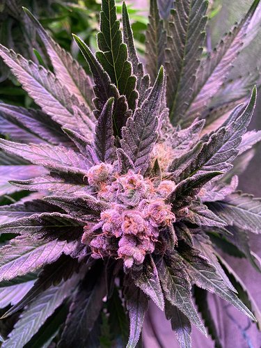 Growreport Bild 29