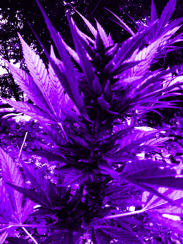 PurpleMazarPsy02