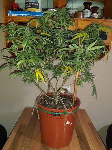 Growreport Bild 13