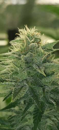 Growreport Bild 17