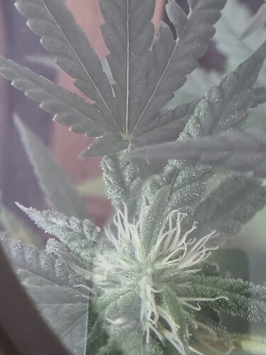 Growreport Bild 1
