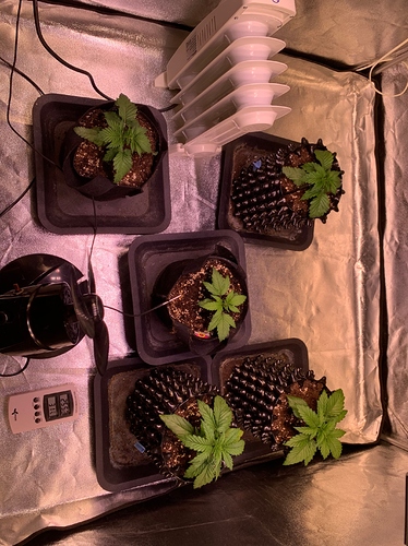 Growreport Bild 2