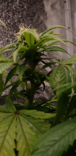 Growreport Bild 6