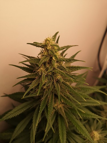 Growreport Bild 3