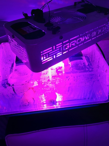 Growreport Bild 5