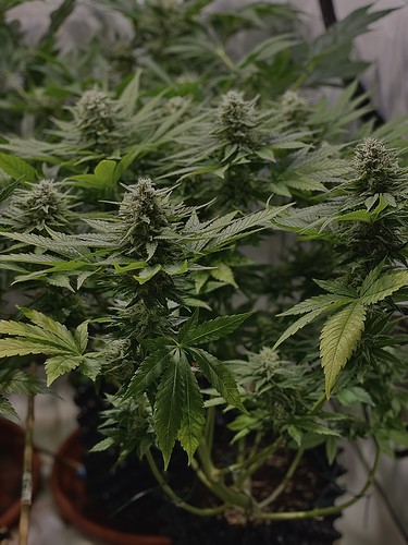Growreport Bild 18