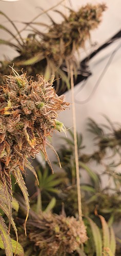 Growreport Bild 12