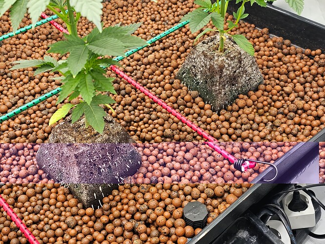 Growreport Bild 7
