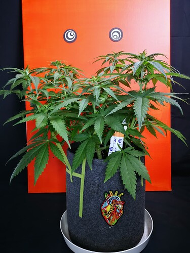 Growreport Bild 1