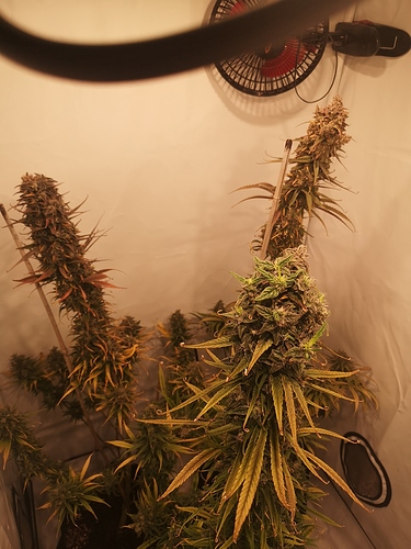 Growreport Bild 1